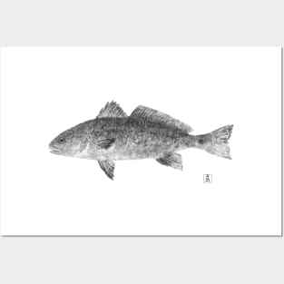 Red Drum Fish Posters and Art